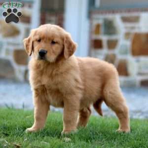 Cola, Golden Retriever Puppy