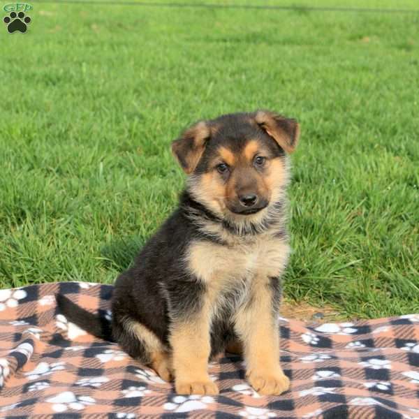 Conner, German Shepherd Puppy