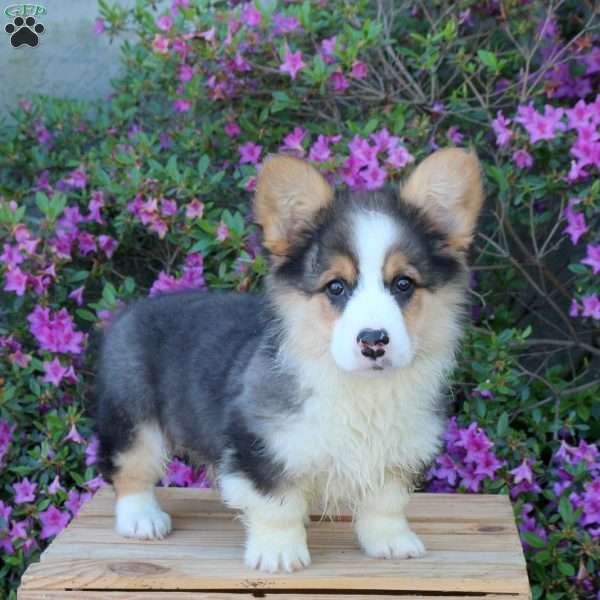 Conner, Pembroke Welsh Corgi Puppy