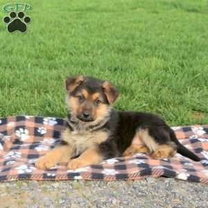 Conner, German Shepherd Puppy