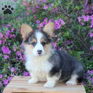 Conner, Pembroke Welsh Corgi Puppy