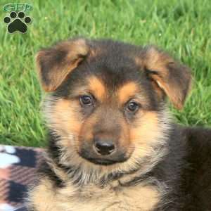 Conner, German Shepherd Puppy
