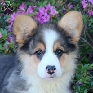 Conner, Pembroke Welsh Corgi Puppy