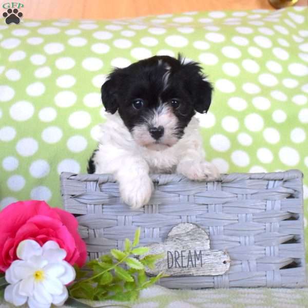 Cookie, Havanese Puppy