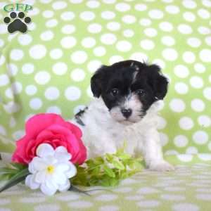 Cookie, Havanese Puppy