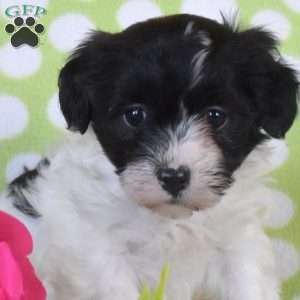 Cookie, Havanese Puppy