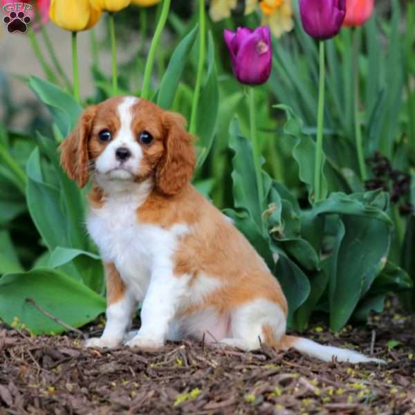 Cookie, Cavalier King Charles Spaniel Puppy