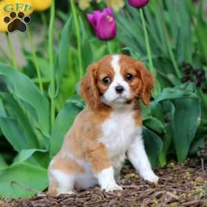 Cookie, Cavalier King Charles Spaniel Puppy