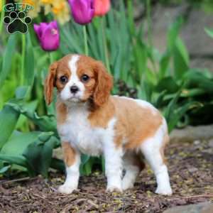 Cookie, Cavalier King Charles Spaniel Puppy