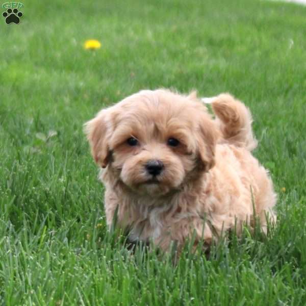 Cooper, Maltipoo Puppy