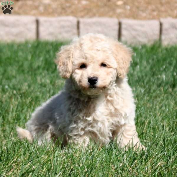 Cooper, Bich-Poo Puppy