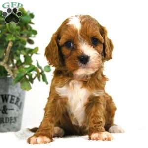 Cooper, Cavapoo Puppy