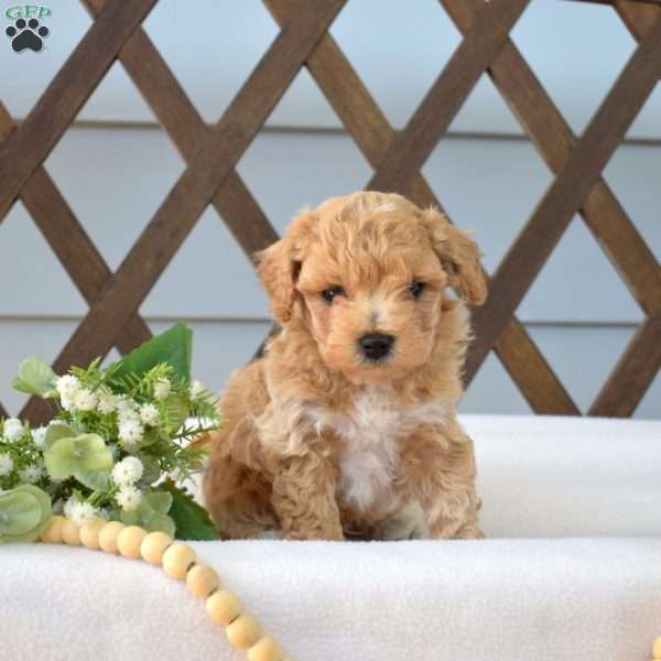 Copper, Bich-Poo Puppy