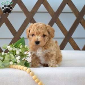 Copper, Bich-Poo Puppy