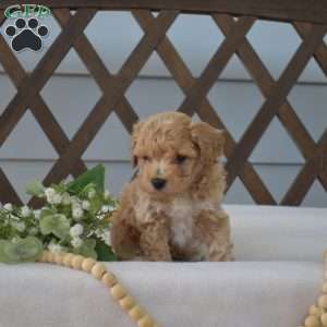 Copper, Bich-Poo Puppy