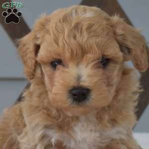 Copper, Bich-Poo Puppy