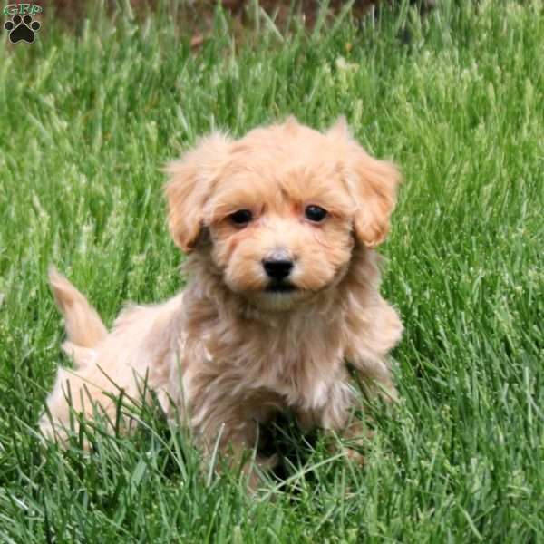 Cora, Maltipoo Puppy