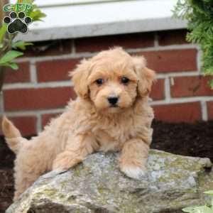 Cora, Maltipoo Puppy