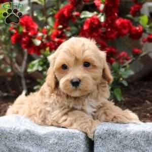 Cora, Maltipoo Puppy