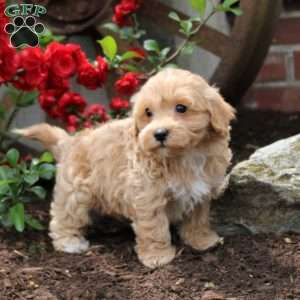 Cora, Maltipoo Puppy