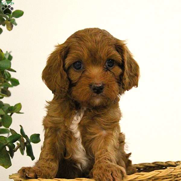 Corey, Cavapoo Puppy