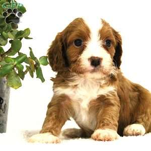 Cowan, Cavapoo Puppy
