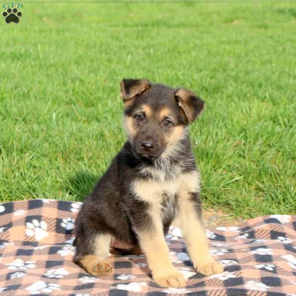 Crissie, German Shepherd Puppy