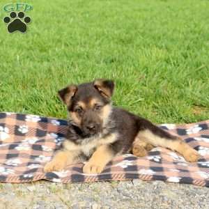 Crissie, German Shepherd Puppy
