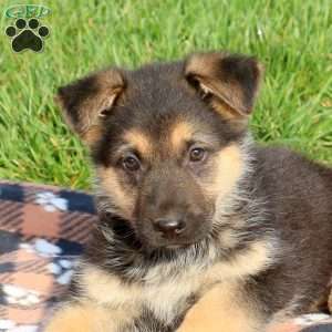 Crissie, German Shepherd Puppy