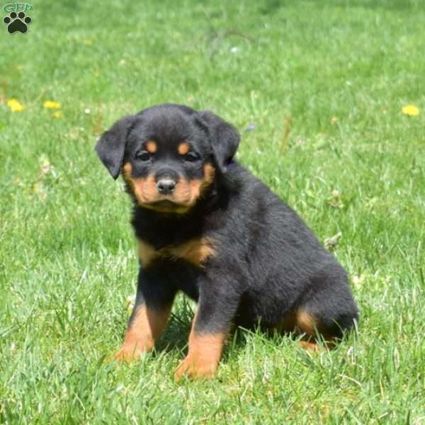 Crystal, Rottweiler Puppy