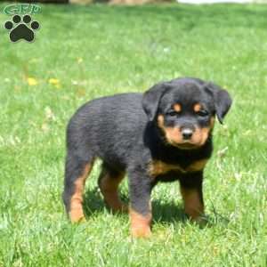 Crystal, Rottweiler Puppy