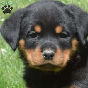 Crystal, Rottweiler Puppy