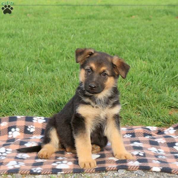 Cuddles, German Shepherd Puppy