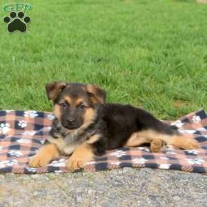 Cuddles, German Shepherd Puppy