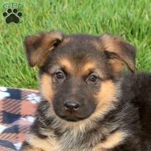 Cuddles, German Shepherd Puppy