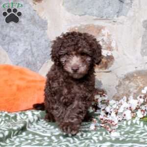 Cuddles, Miniature Poodle Puppy