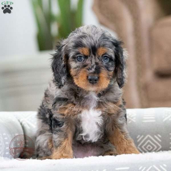 Meeka, Cavapoo Puppy