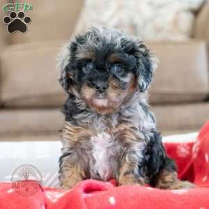 Missy, Cavapoo Puppy