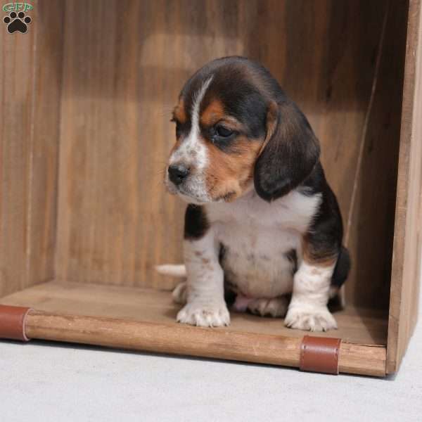 Baxter, Beagle Puppy