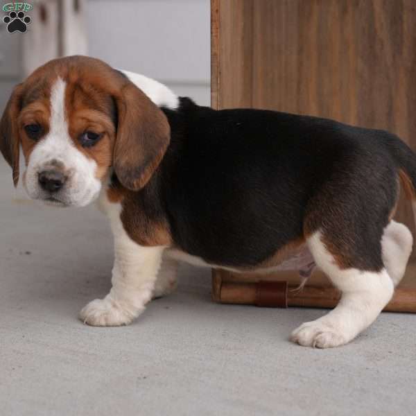 Buster, Beagle Puppy