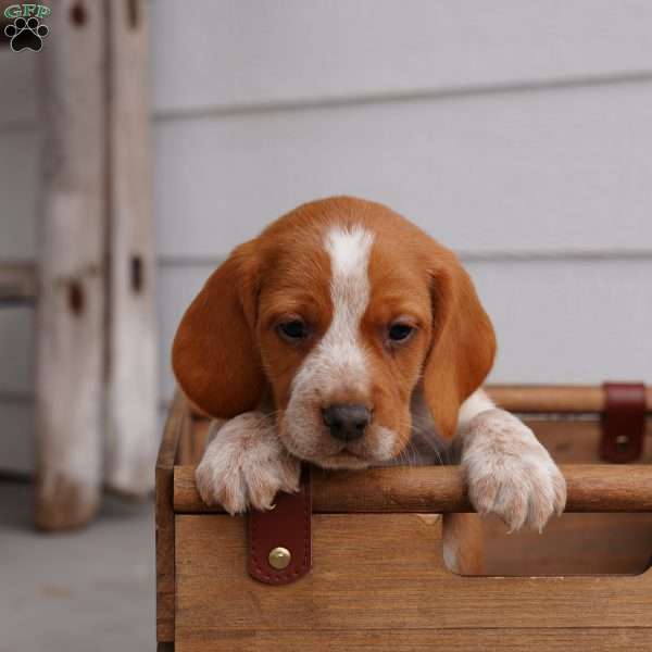 Blondie, Beagle Puppy