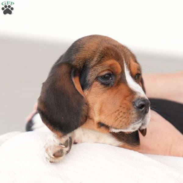 Baxter, Beagle Puppy