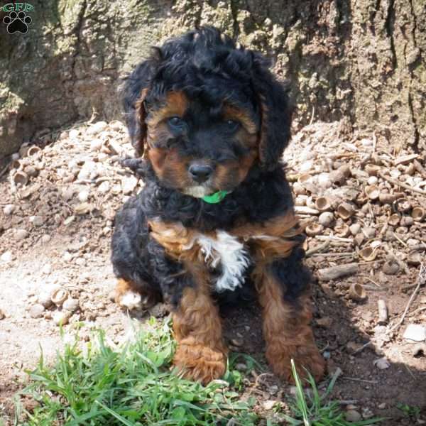 Craig, Miniature Poodle Mix Puppy