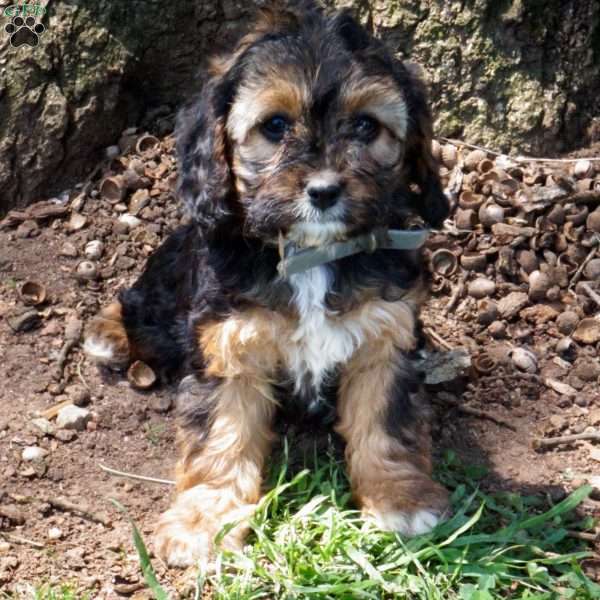 Connie, Miniature Poodle Mix Puppy