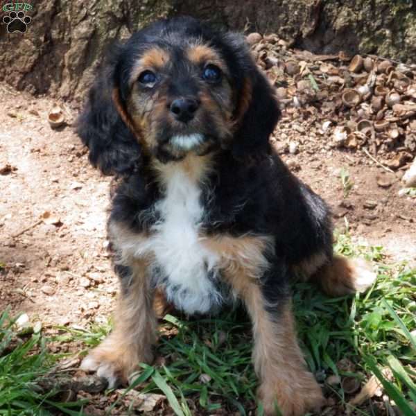 Carla, Miniature Poodle Mix Puppy