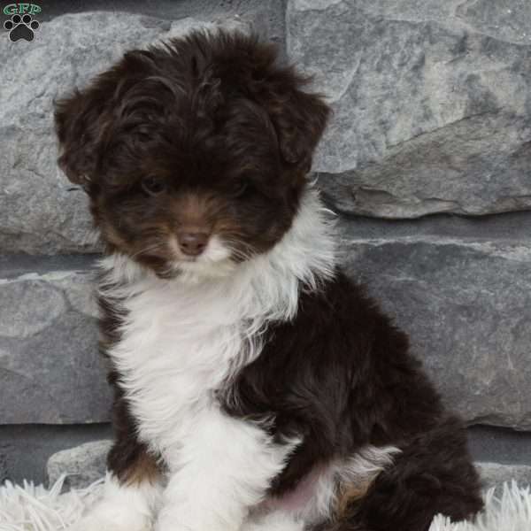 Cash, Mini Aussiedoodle Puppy