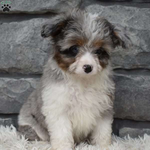Callie, Mini Aussiedoodle Puppy