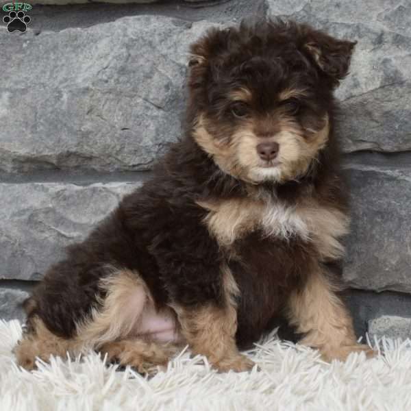 Coco, Mini Aussiedoodle Puppy
