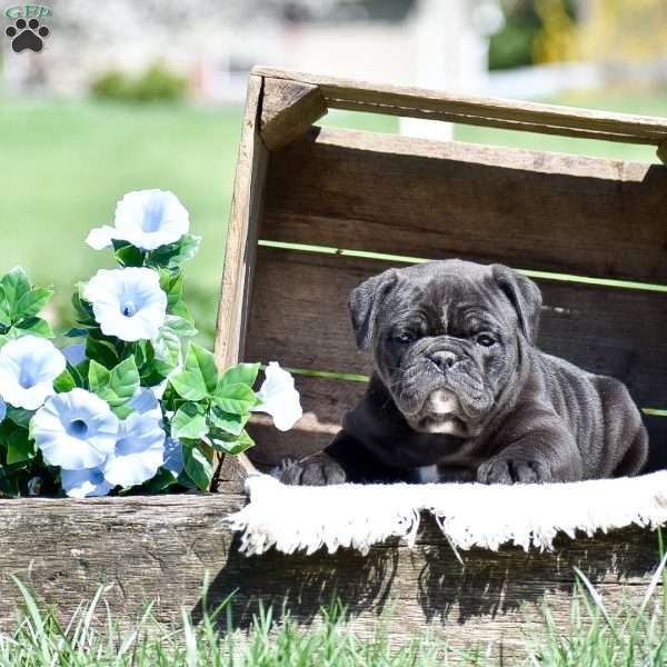 Vanessa, Olde English Bulldogge Puppy