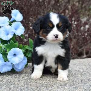 Oakley, Miniature Bernese Mountain Dog Puppy
